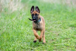 Pittsburgh Pet Dog Portraits