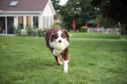 Pittsburgh Pet Dog Portraits
