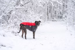 Pittsburgh Pet Dog Portraits