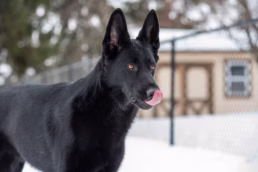 Pittsburgh Pet Dog Portraits