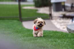 Pittsburgh Pet Dog Portraits