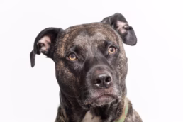 Pittsburgh Pet Dog Portraits