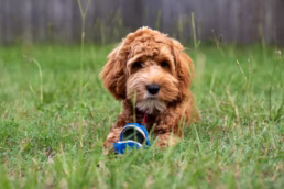 Pittsburgh Pet Dog Portraits