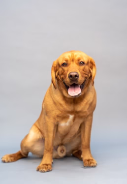 Pittsburgh Pet Dog Portraits