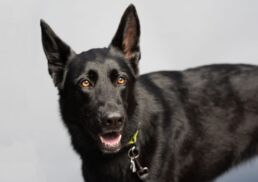 Pittsburgh Pet Dog Portraits