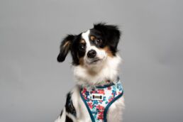 Pittsburgh Pet Dog Portraits