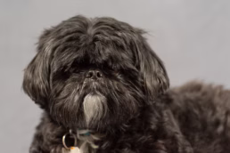 Pittsburgh Pet Dog Portraits