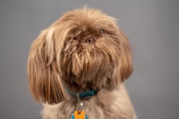 Pittsburgh Pet Dog Portraits