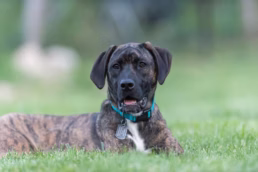 Pittsburgh Pet Dog Portraits