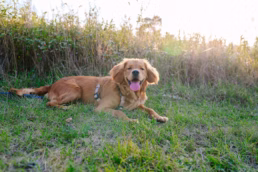Fern Hollow Family Portraits